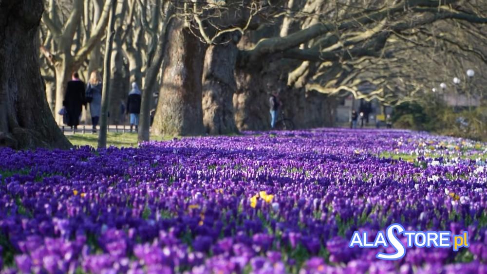 Aleja Platanów i Krokusy w Szczecinie