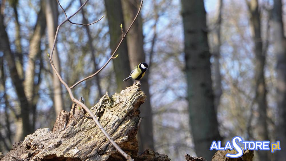 sikorka na drzewie w parku zdrojowym w świnoujściu