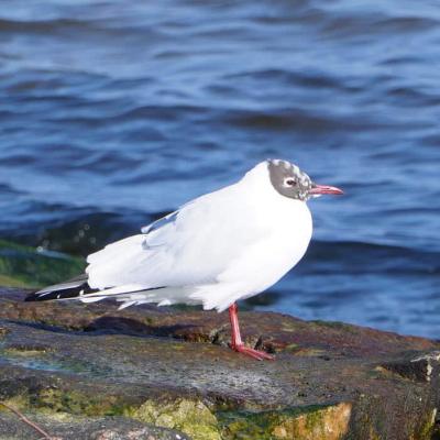 Park i Plaża - jednym słowem natura w Świnoujściu